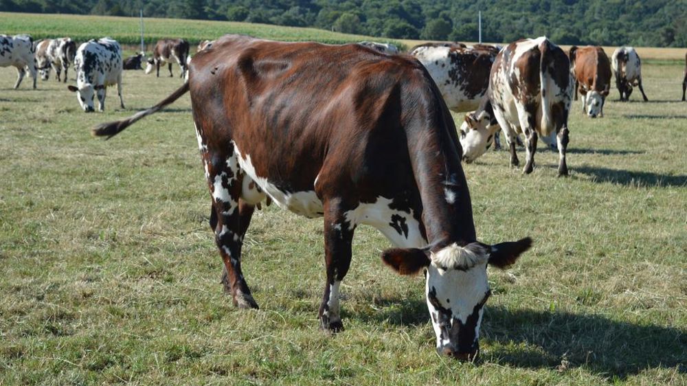 Vaches normandes au pâturage
