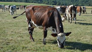 Des coûts alimentaires en hausse mais des prix du lait exceptionnels ont permis une augmentation des marges sur coûts alimentaires au cours des deux dernières campagnes.
