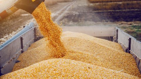 Dans son rapport du 11 janvier, le CIC estime à 1 230 Mt la production mondiale de maïs sur 2023/24 et à 1 218 Mt la consommation : deux records. Dans son rapport du 11 janvier, le CIC estime à 1 230 Mt la production mondiale de maïs sur 2023/24 et à 1 218 Mt la consommation : deux records.