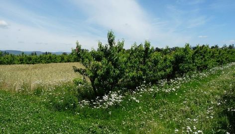 Parcelle agroforesterie
