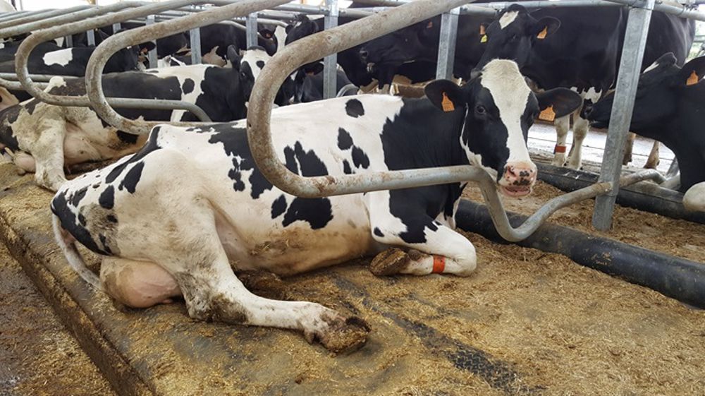 La production laitière s’améliore aussi par le confort de couchage