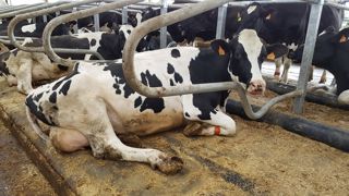 La production laitière s’améliore aussi par le confort de couchage