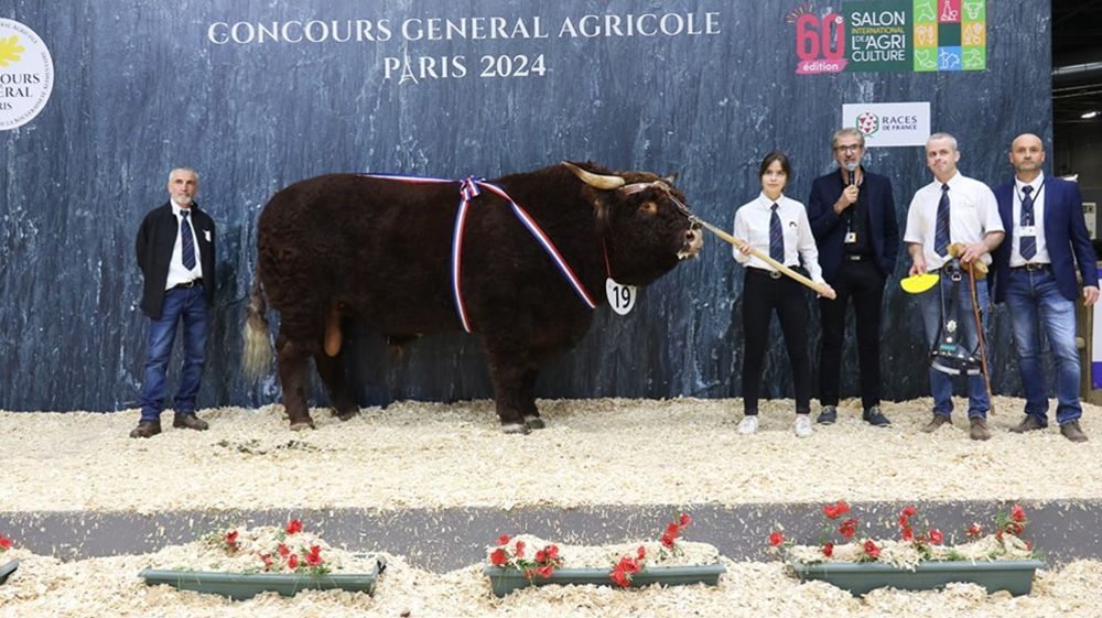River, champion de la race Salers au Sia 2024