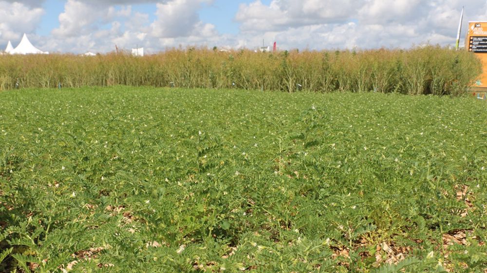 Quatre agriculteurs alsaciens se lancent dans les légumineuses 