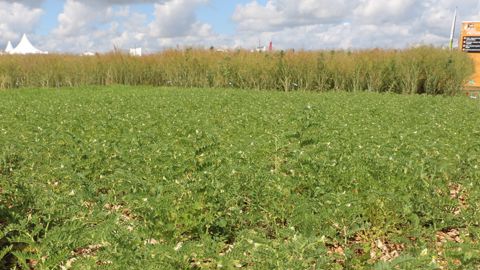 Quatre agriculteurs alsaciens se lancent dans les légumineuses 