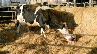 IVV, âge au premier vêlage : maîtriser sa reproduction plutôt que la subir IVV, âge au premier vêlage : maîtriser sa reproduction plutôt que la subir