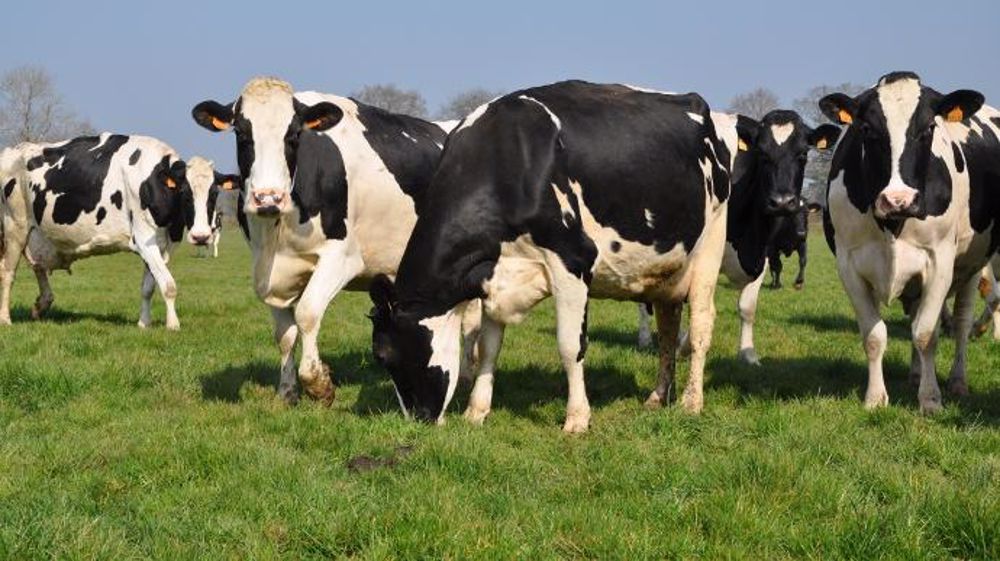 Même quand les conditions naturelles ne sont pas favorables, un accès même temporaire au pâturage est bénéfique, notamment pour aider les vaches boiteuses à récupérer. (© Terre-net Média) Même quand les conditions naturelles ne sont pas favorables, un accès même temporaire au pâturage est bénéfique, notamment pour aider les vaches boiteuses à récupérer. (© Terre-net Média)