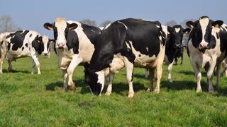 Même quand les conditions naturelles ne sont pas favorables, un accès même temporaire au pâturage est bénéfique, notamment pour aider les vaches boiteuses à récupérer. (© Terre-net Média) Même quand les conditions naturelles ne sont pas favorables, un accès même temporaire au pâturage est bénéfique, notamment pour aider les vaches boiteuses à récupérer. (© Terre-net Média)