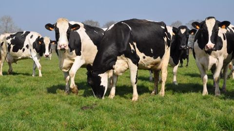 Même quand les conditions naturelles ne sont pas favorables, un accès même temporaire au pâturage est bénéfique, notamment pour aider les vaches boiteuses à récupérer. (© Terre-net Média) Même quand les conditions naturelles ne sont pas favorables, un accès même temporaire au pâturage est bénéfique, notamment pour aider les vaches boiteuses à récupérer. (© Terre-net Média)