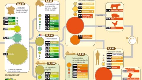 Comment sont utilisés les grains sortis de vos champs ?