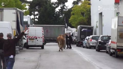 Les exposants déballent tandis que les vaches se font la malle ! Les exposants déballent tandis que les vaches se font la malle !