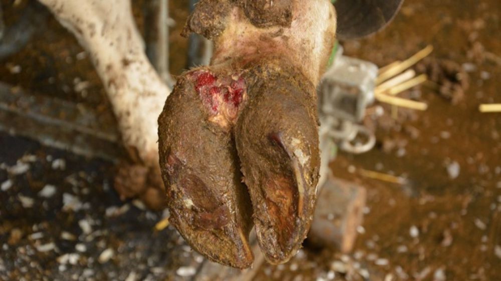 Comprendre la maladie de Mortellaro avec le Dr Leperlier (Gds de Bretagne)