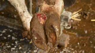 Comprendre la maladie de Mortellaro avec le Dr Leperlier (Gds de Bretagne) Comprendre la maladie de Mortellaro avec le Dr Leperlier (Gds de Bretagne)