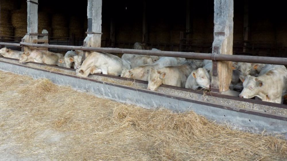 Cette ration sèche économique est distribuée à la mélangeuse, à volonté. (©Terre-net Média)