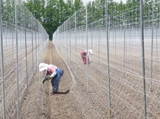 Travailleuses agricoles japonaises. 