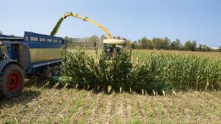 Les variétés des semenciers, bilan de campagne, maïs grain humide,... Les variétés des semenciers, bilan de campagne, maïs grain humide,...