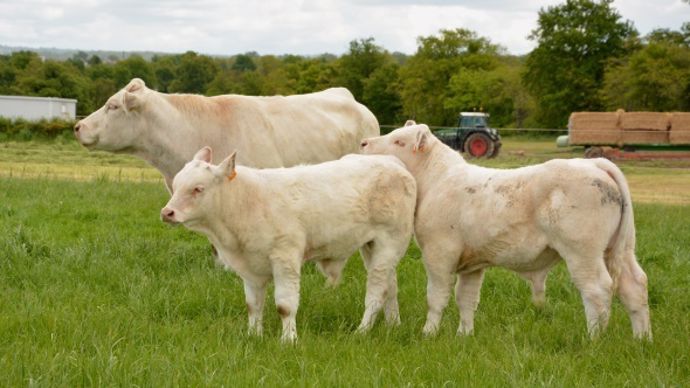 Veaux charolais reproducteurs