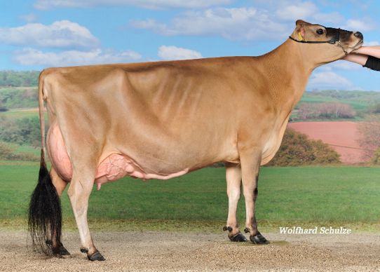 Grande championne : Avonlea KENDRA (SIGNATURE x RENAISSANC) à Brühlhof Holsteins, 65843 Sulzbach-DE