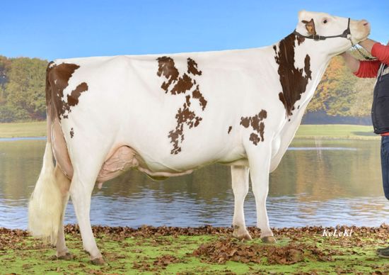 BOLIVIE (MIC MAC x JOUEUR) à Ligier Loïc et Ed. Cressier, 25210 Le Russey - France