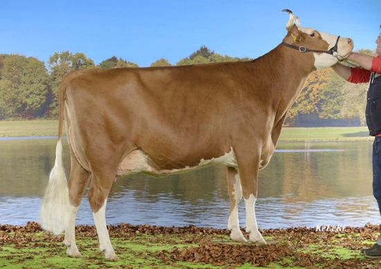 ONDOSA (MERINO x LOYD) à Berger Jakob & Michael, 3157 Milken