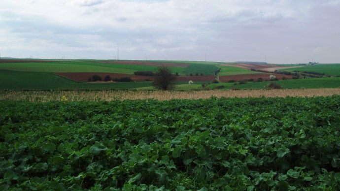 Paysage agricole