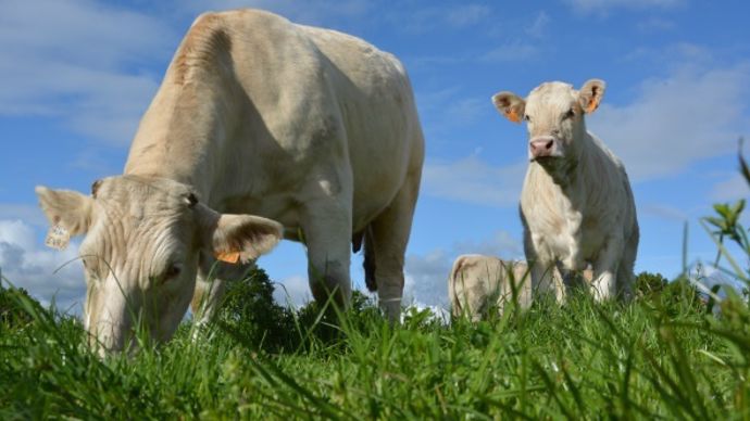 Vêlage 2 ans charolais