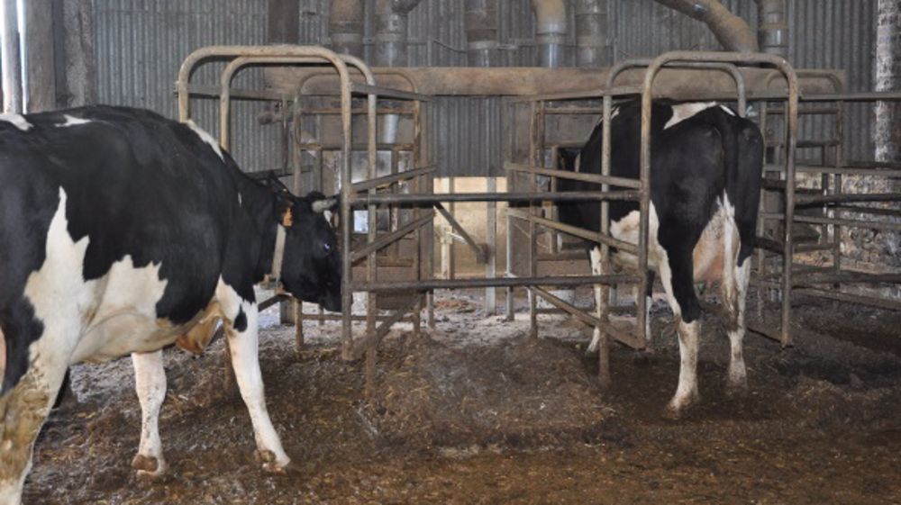 Le propylène glycol pour réduire l’acétonémie