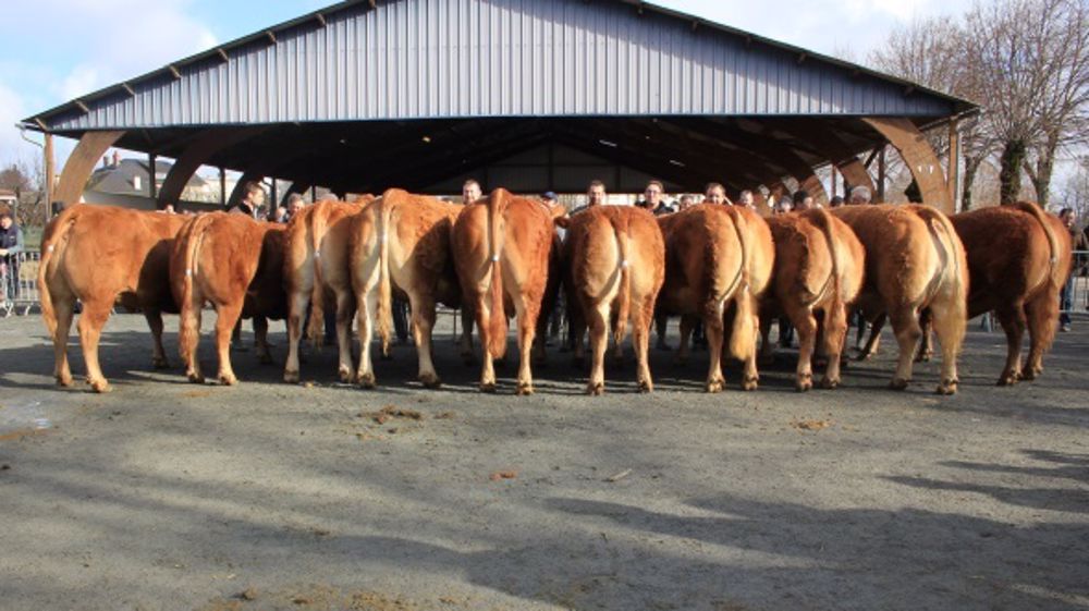 Les animaux retenus pour le Salon de l'agriculture