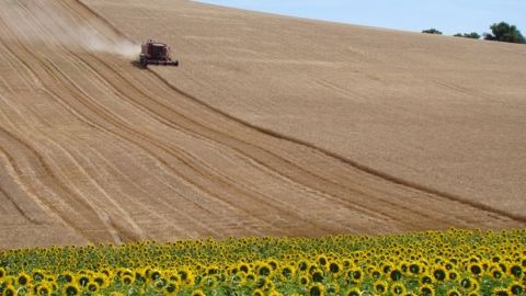 Gestion de l'azote en blé dur et impact sur le rendement et le taux de protéines