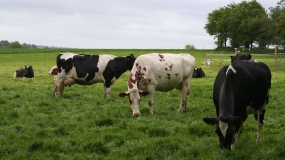Dans les fermes laitières des Côtes d’Armor, une production fourragère en baisse