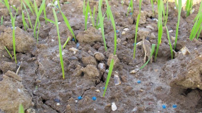 Antilimace dans le blé