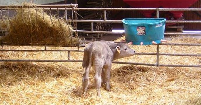 Veau alimentation