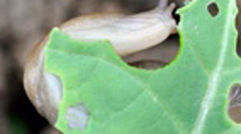 Objectif : évaluer les interactions entre limaces et pratiques agronomiques Objectif : évaluer les interactions entre limaces et pratiques agronomiques