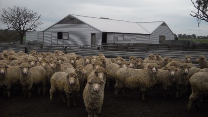 Ovins de la ferme de Cameron et Peter Small en Australie