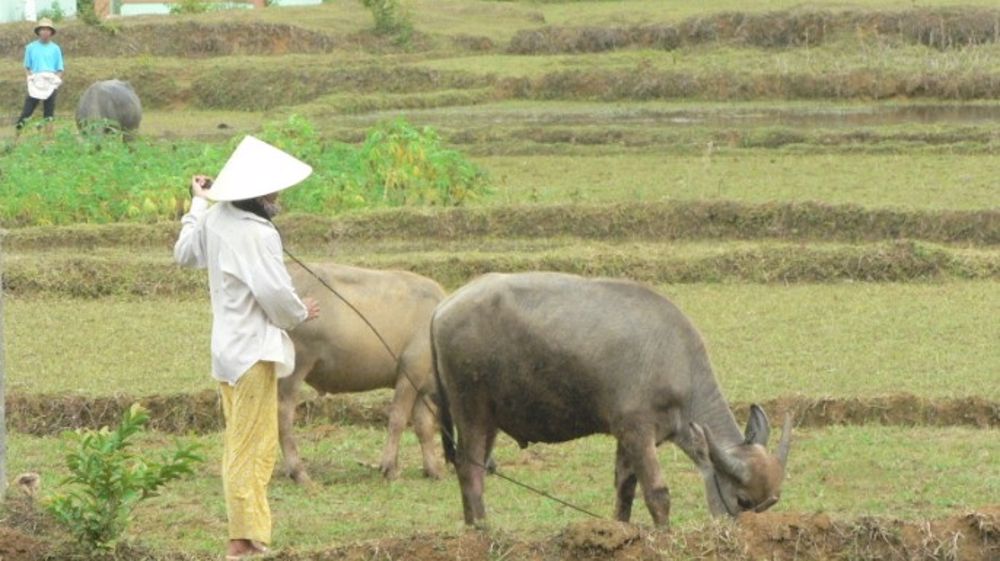 La Chine a importé six fois plus de viande en 2013