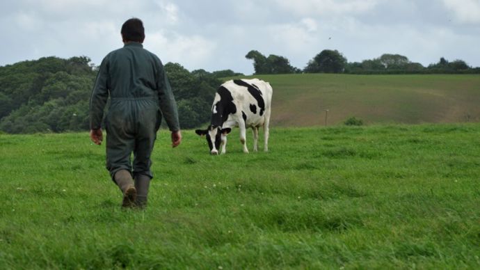 Agriculteur pâturage vache laitière