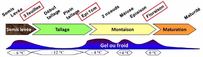 Figure 1 : seuils de tolérance au froid des blés selon le stade.