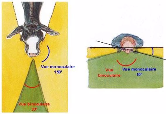 vue des bovins