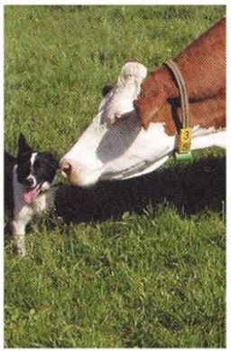 Les vaches sont dotés d'un bon odorat