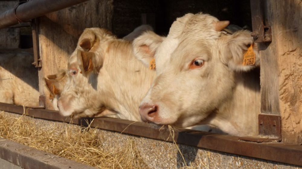 Toni Profit de Sanders, un aliment d’engraissement enrichi en énergie