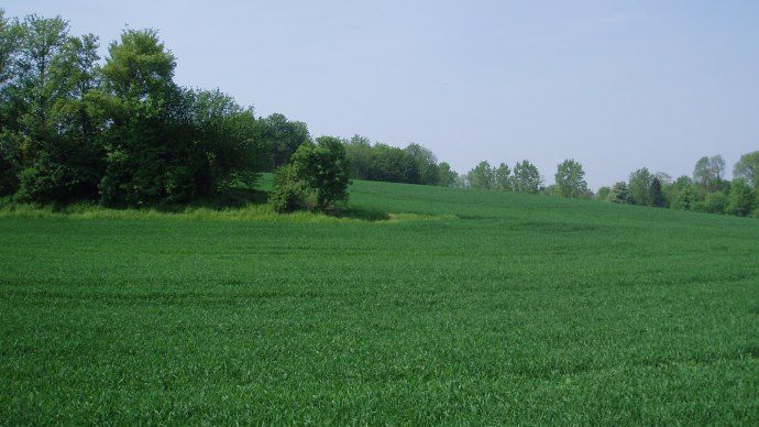 Cultures de blé 