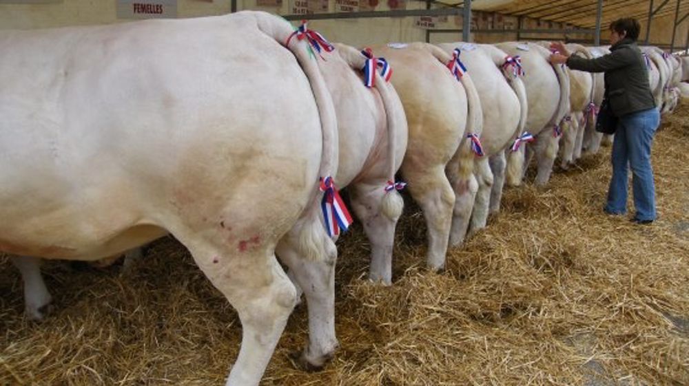 A Romenay - Une belle fête en l’honneur du Charolais !