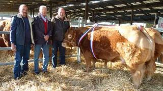 A Saint-Yrieix La Perche - Une belle représentation de la race limousine A Saint-Yrieix La Perche - Une belle représentation de la race limousine