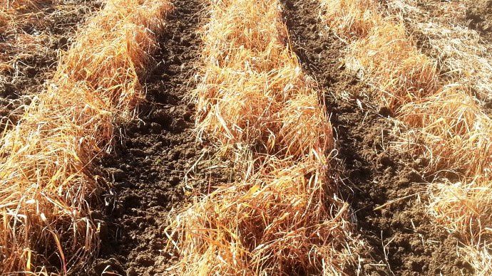 Strip till