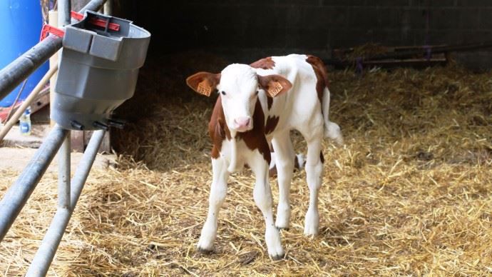 Les éleveurs ont changé la distribution de lait des veaux : ils sont passés à la poudre mélangée à l'eau traitée. Ils observent alors des veaux plus vigoureux et ne soignent plus de cryptosporidiose ou de coccidiose.