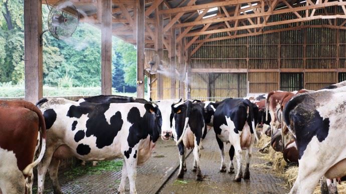 La brumisation au dessus de la table d'alimentation rafraichit les animaux lors des gros coups de chaleur et les incite à consommer davantage.