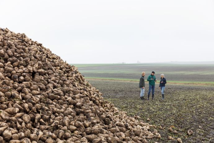 Tas de betteraves sucrières.