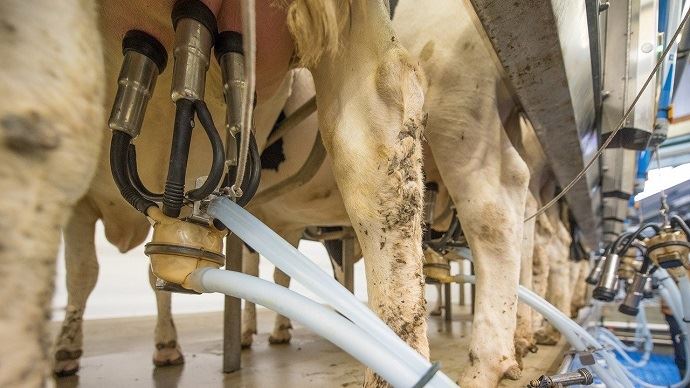 Vaches à la traite