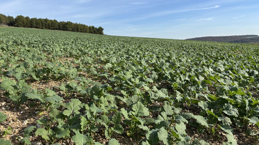 La méthode Berlese peut être utilisée de façon assez rapide et permet sans effort de détecter et dénombrer toutes les larves. 
