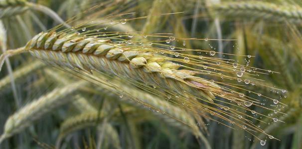 Dossier spécial variétés de céréales 2007/2008 édité par Terre-net média